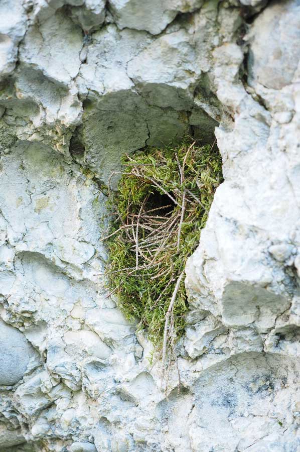 Bird-Nest