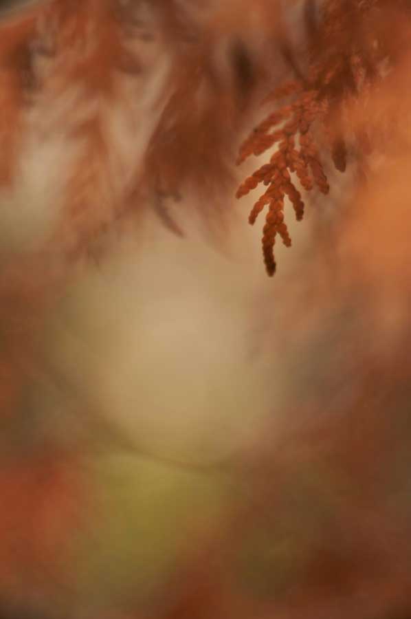 Orange-leaf