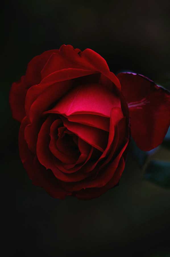 red-rose